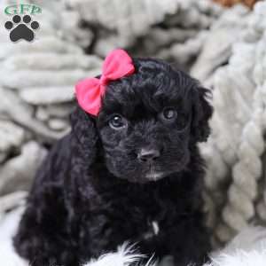 Rosa, Cavapoo Puppy